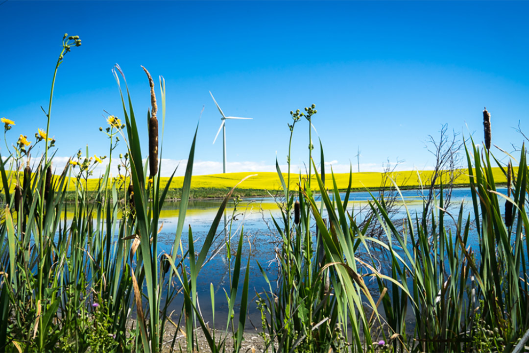 Food and energy wetland in western Saskatchewan. (Photo: Mark Ferguson)