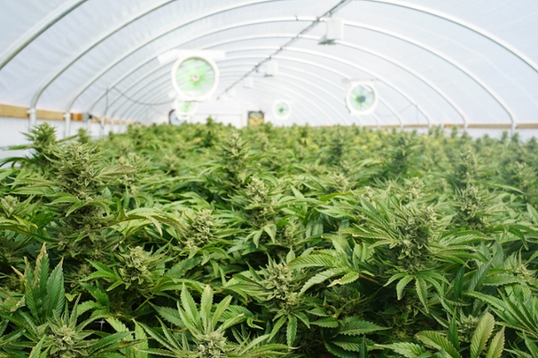 legalization of cannabis in canada essay